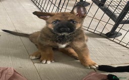 Mixed Breed dogs for sale: belgian malinois: czech german shepherd  - Image 1