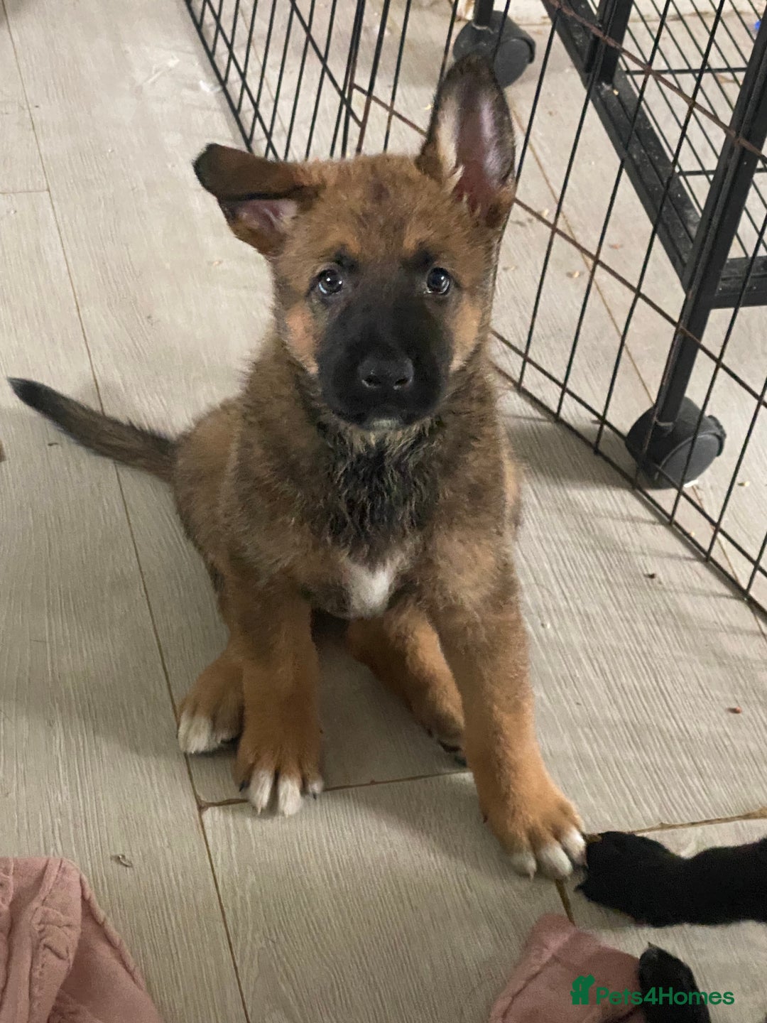 Mixed Breed dogs for sale: belgian malinois: czech german shepherd  - Image 1