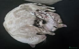 Bengal cats for sale: Rare Snow Genetic & Health Tested Bengal Kittens - Image 17