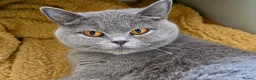 British Shorthair cats for sale: Chunky British Shorthair Kittens - Advert 1