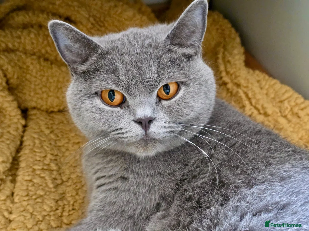 British Shorthair cats for sale: Chunky British Shorthair Kittens - Advert 1