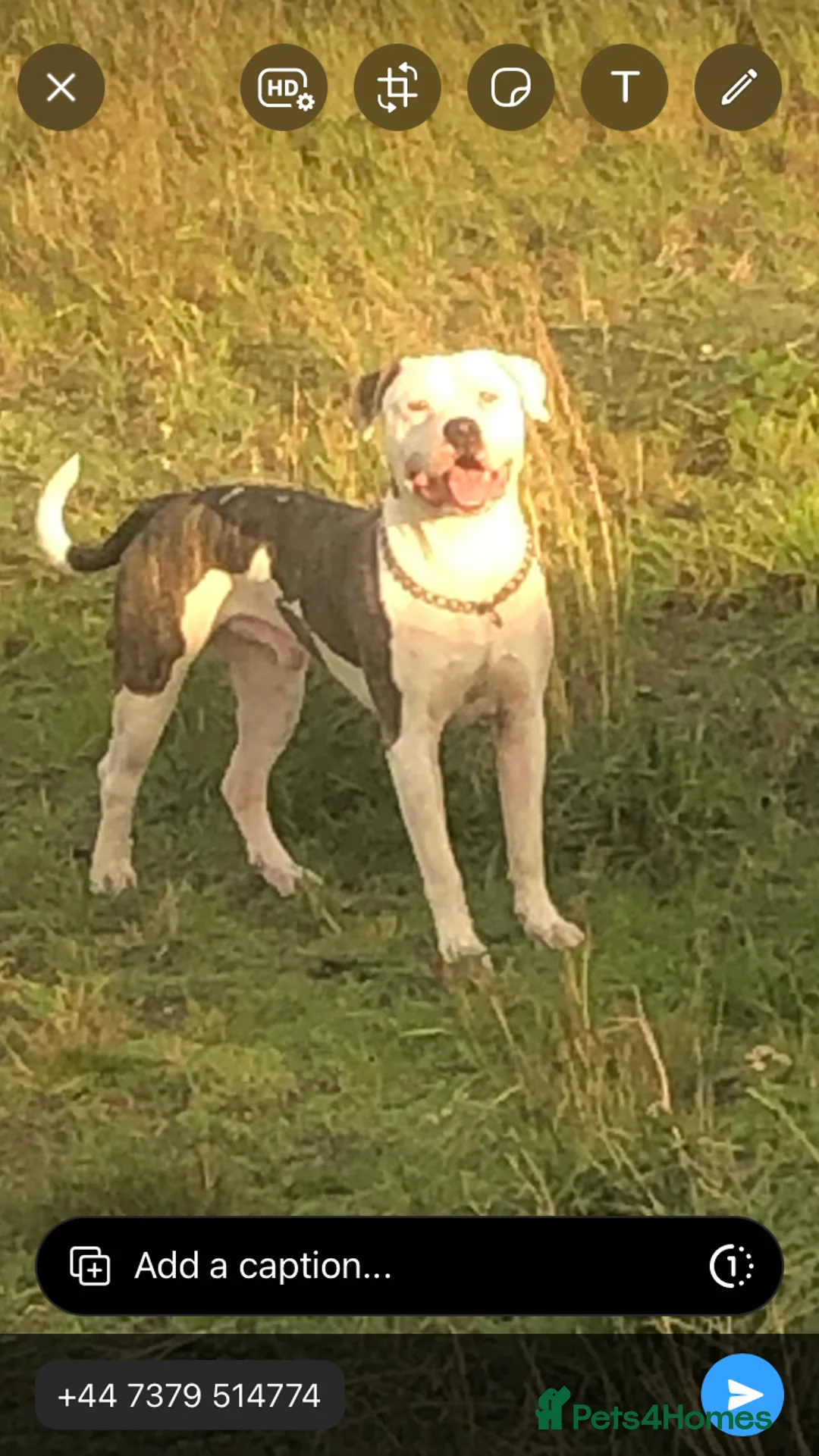 American Bulldog dogs for sale: Scot American bulldog  - Advert 2