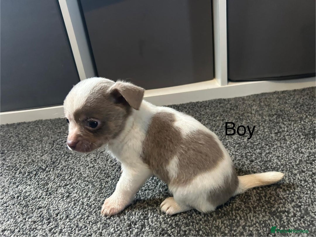Chihuahua dogs for sale: Full pedigree Chihuahua puppies  - Image 30