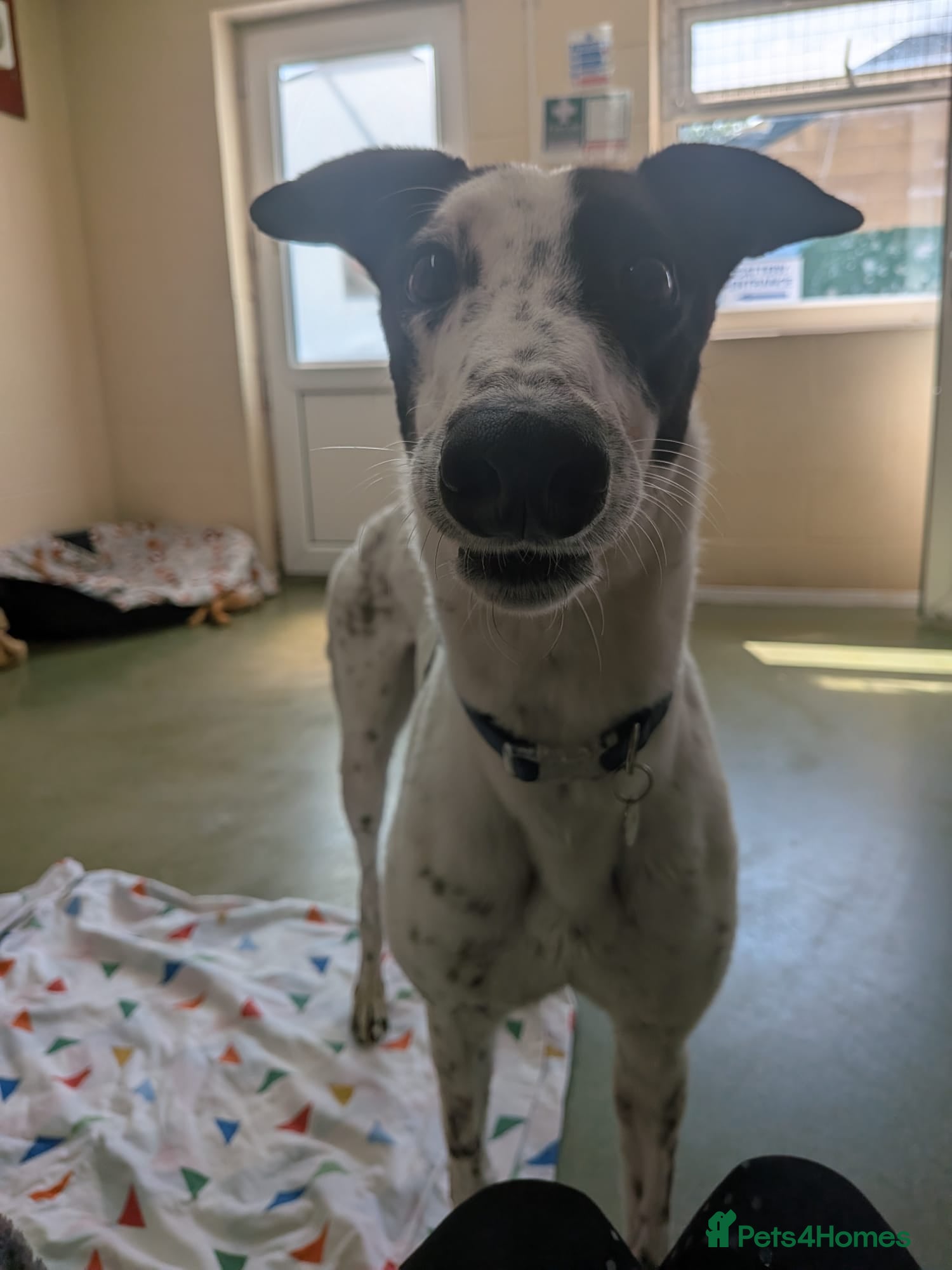 Greyhound dogs Jet   - Advert 2