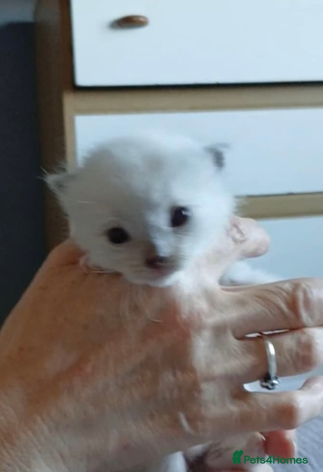 Ragdoll cats for sale: 3 blue lynx and 1  blue Ragdoll x Bengal kittens  - Image 5