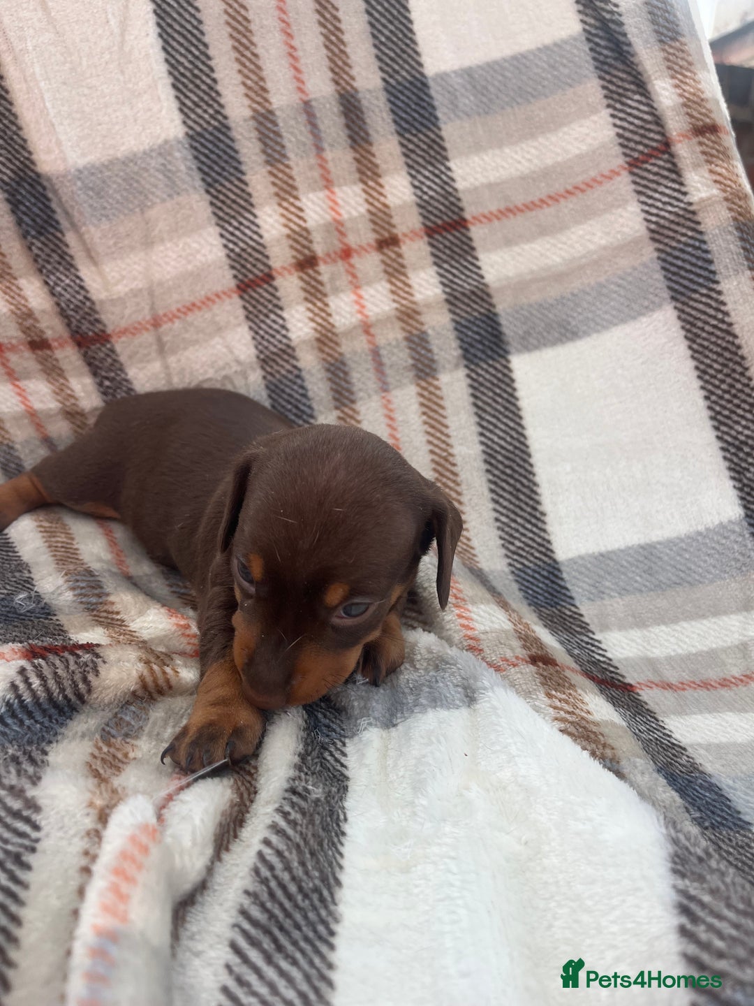 Miniature Dachshund dogs for sale: 5⭐️BREEDERS🏆KCREG🌸6GIRL💙1BOY🩺HEALTH TESTED🧬 - Image 29