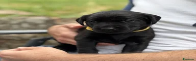 Labrador Retriever Puppy 3 = YELLOW
