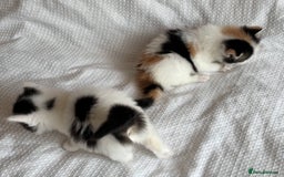 Ragdoll cats for sale: Ragdoll Mix Long-Haired Fluffy Kittens! - Image 4
