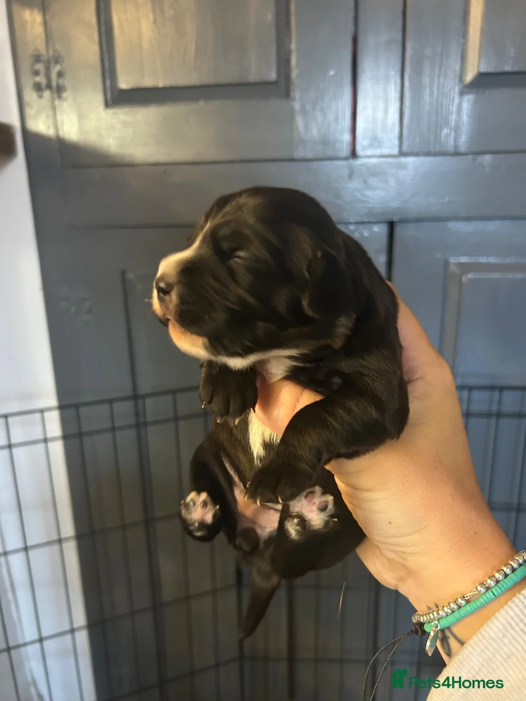 Mixed Breed dogs for sale: Beautiful working Cocker Spaniel x Terrier puppies in Westbury - Advert 4