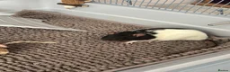 Rat rodents for sale: 3 Female Rats – Must Stay Together + Cage - Advert 2