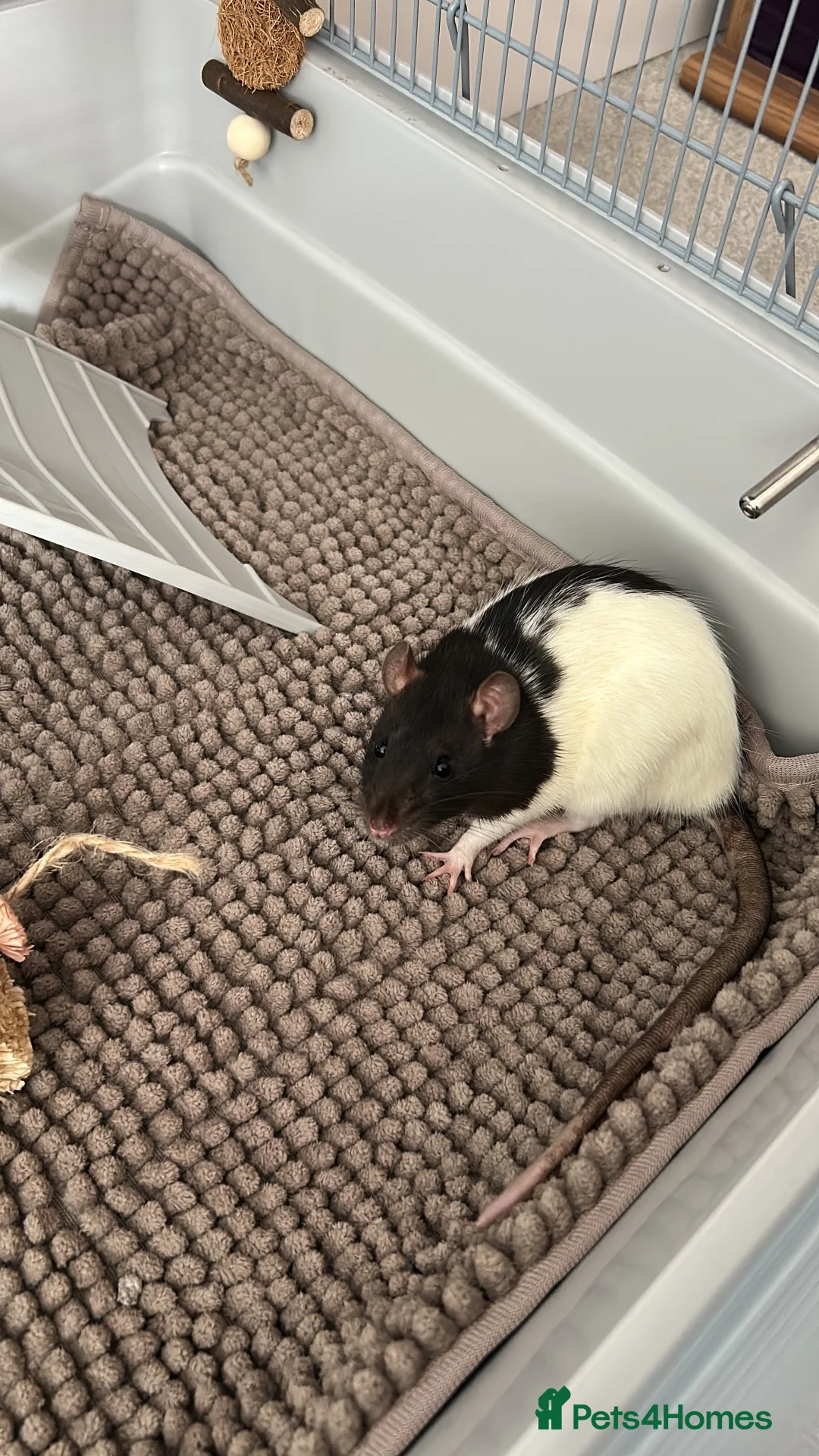Rat rodents for sale: 3 Female Rats – Must Stay Together + Cage - Advert 2