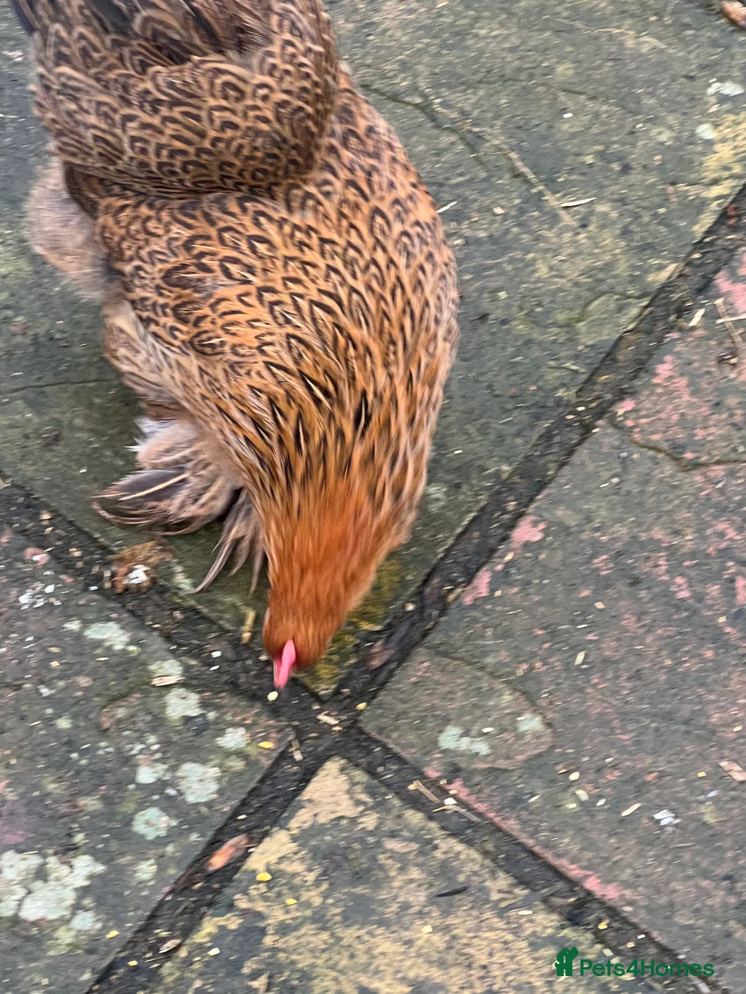 Chickens poultry for sale: Point of lay hens  - Advert 2