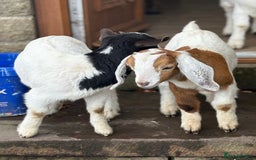 Goats livestock for sale: Pygmy and Pygmy cross bore babies - Image 2