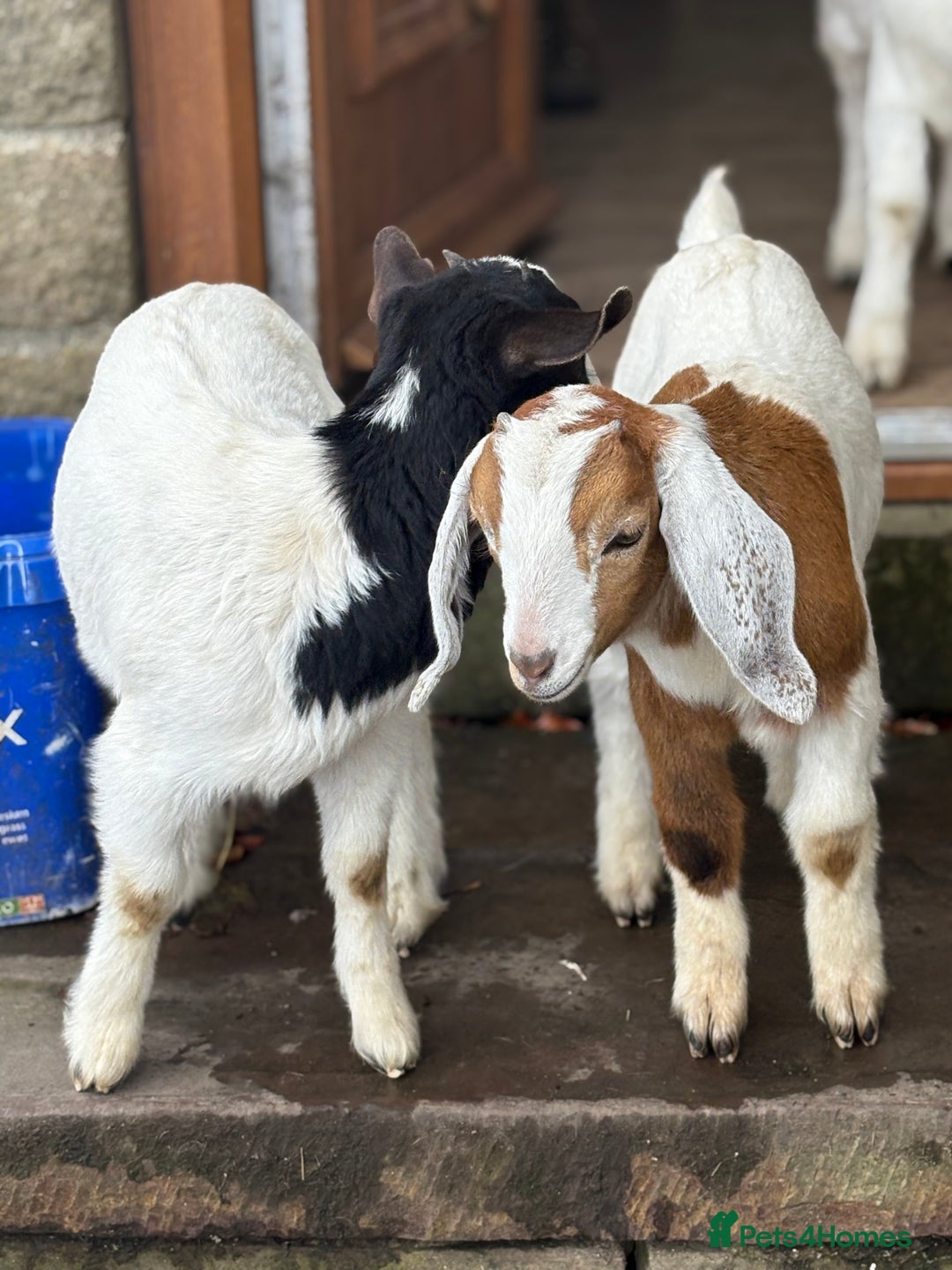 Goats livestock for sale: Pygmy and Pygmy cross bore babies - Image 2