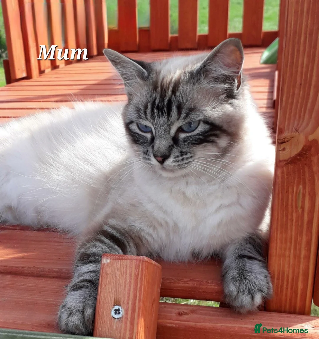 Ragdoll cats for sale: Very Beautiful GCCF Registered Ragdoll Kitten. - Advert 12