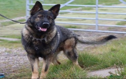 German Shepherd dogs for sale: German Shepherd puppy - Image 10