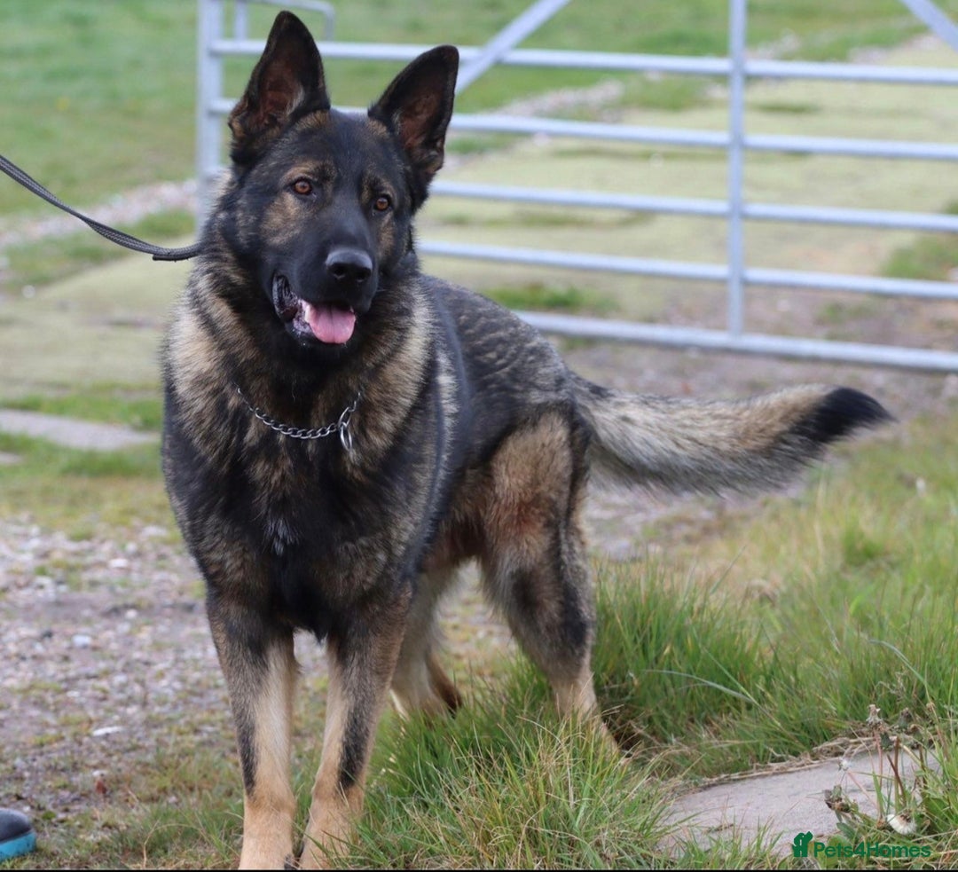 German Shepherd dogs for sale: German Shepherd puppy - Image 10