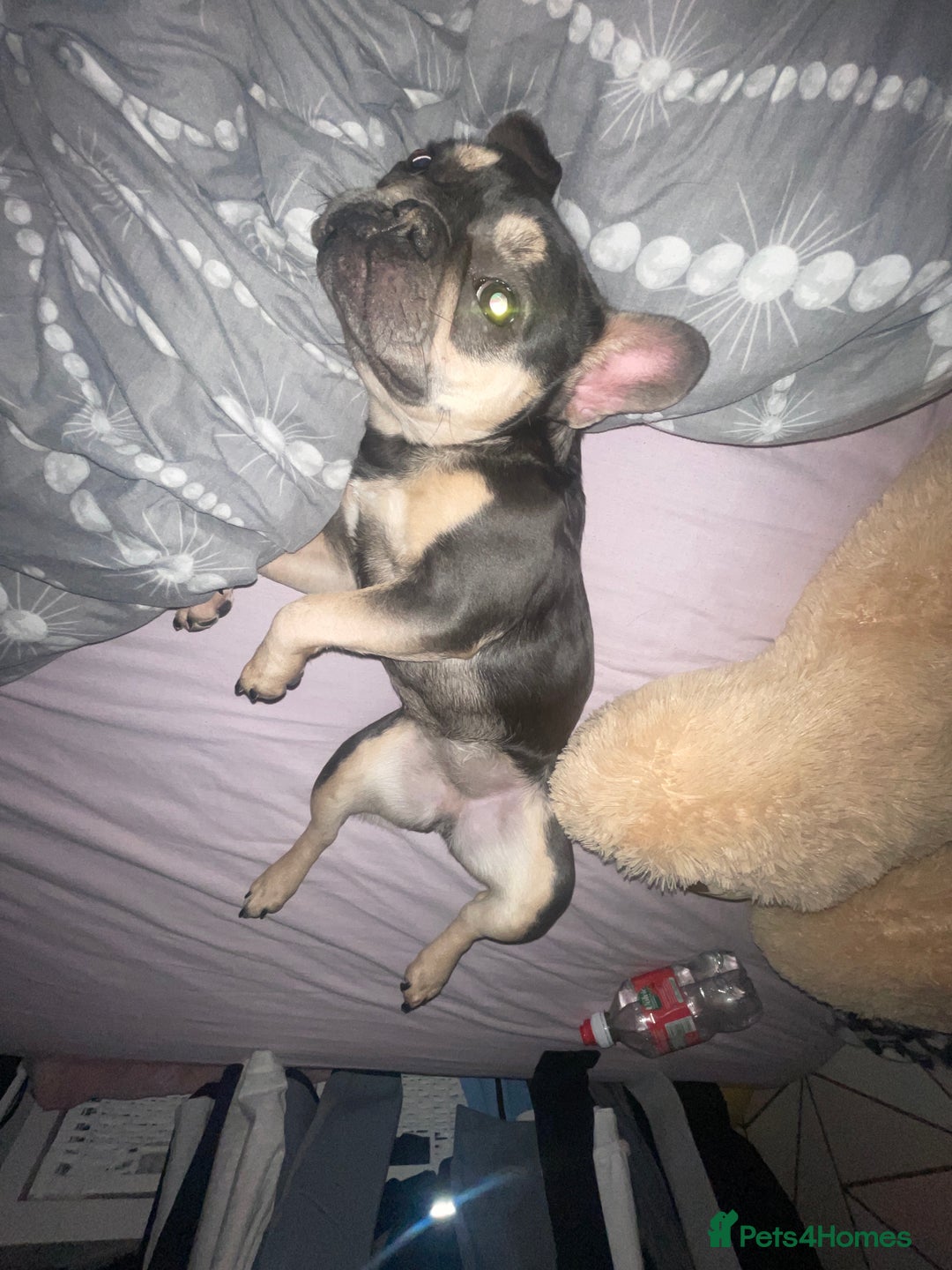 French Bulldog dogs for sale: French bulldog - Advert 6