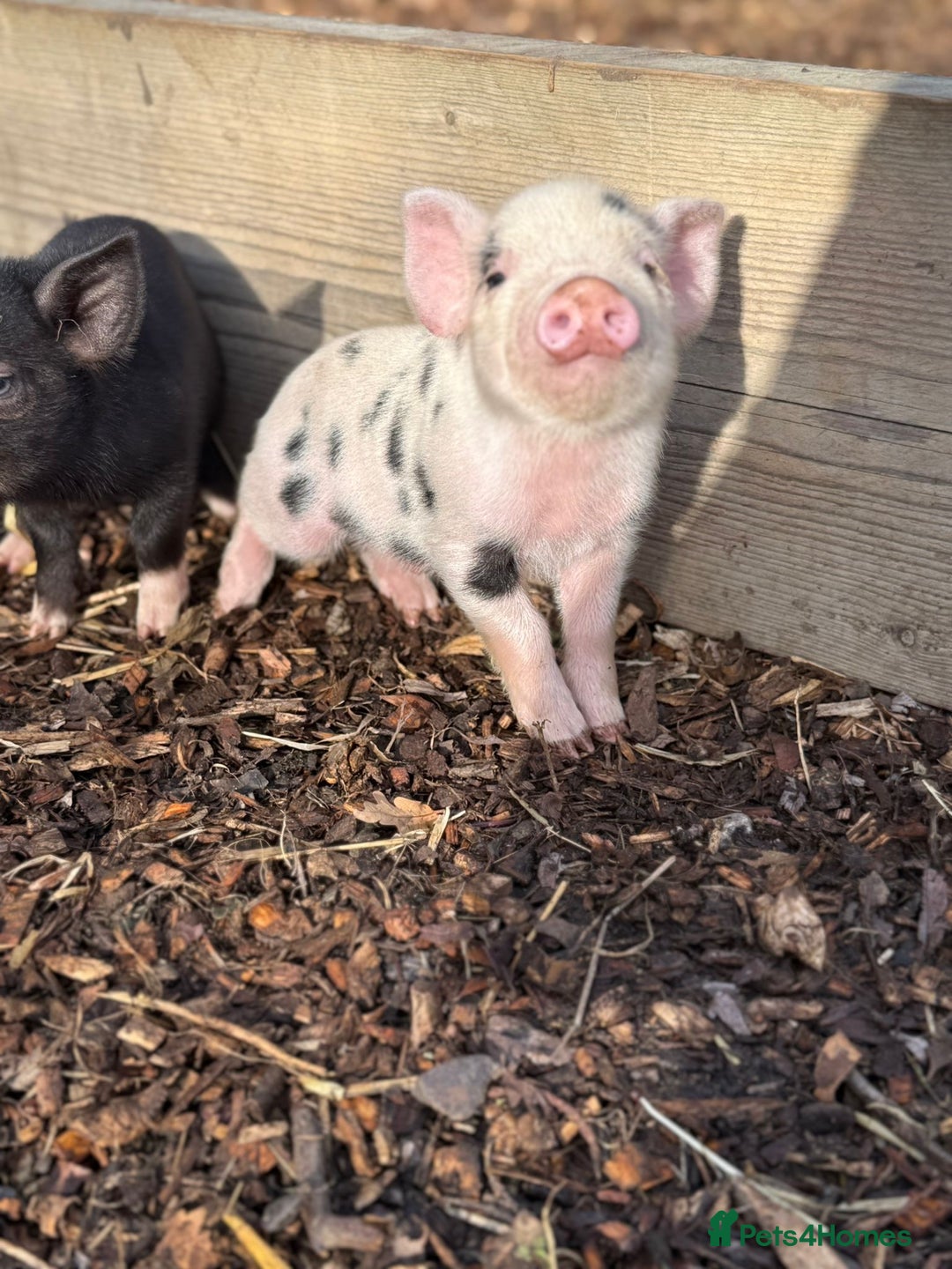 Pig livestock for sale: Stunning Mini Pigs - Image 5