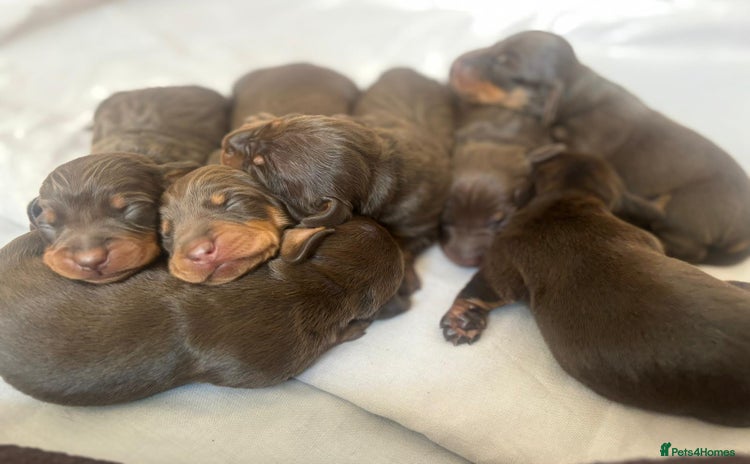 Miniature Dachshund dogs - Advert 5