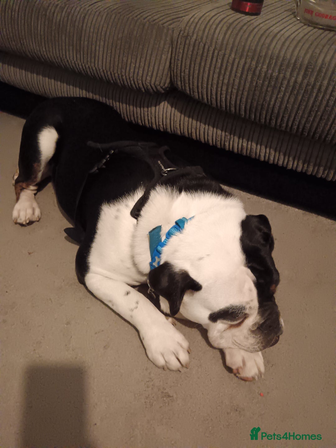 English Bulldog dogs for sale: Frank - Advert 2