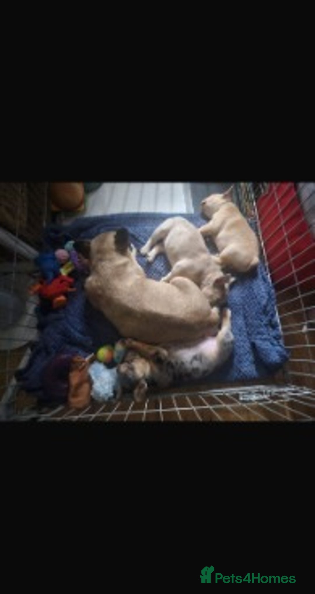 French Bulldog dogs for sale: Stunning French Bulldog Puppies for Sale  - Advert 11