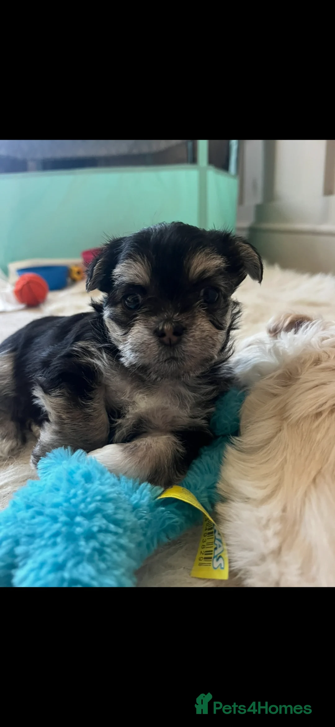 Mixed Breed dogs for sale: little girl looking for new home.  in Neath - Advert 1