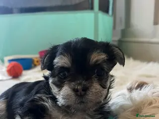 Mixed Breed dogs little girl looking for new home. - Advert 1