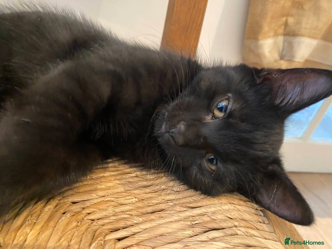 Domestic Shorthair cats for sale: 3 gorgeous kittens ready for their new home - Image 10