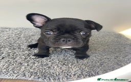 French Bulldog dogs for sale: Rare KC French bulldogs - champion lines  - Image 25