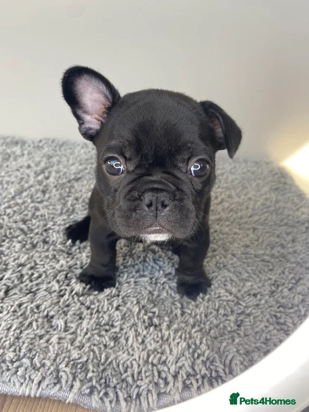 French Bulldog dogs for sale: Rare KC French bulldogs - champion lines  - Image 25