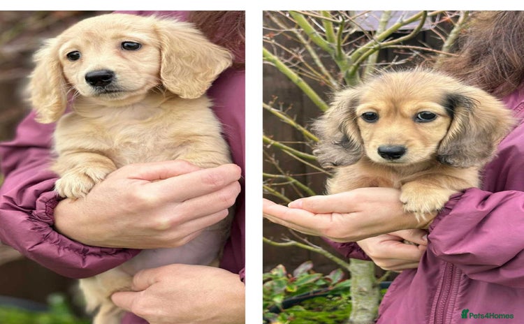 Miniature Dachshund dogs - Advert 12