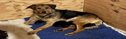 Mixed Breed dogs for sale: Gorgeous Huntaway X GWP Puppies in Turriff - Advert 5