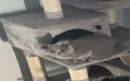 British Shorthair cats for sale: Nala - BSH Blue - Image 4