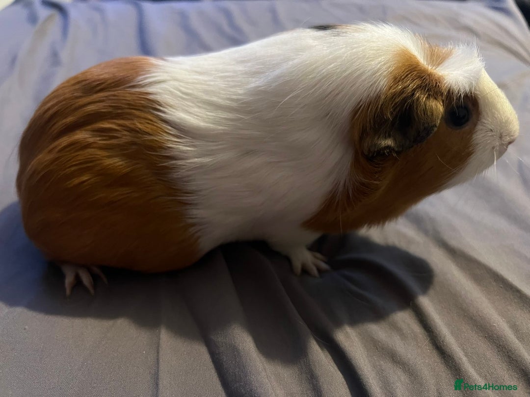 Guinea Pig rodents for sale: Female guinea pigs  - Advert 10