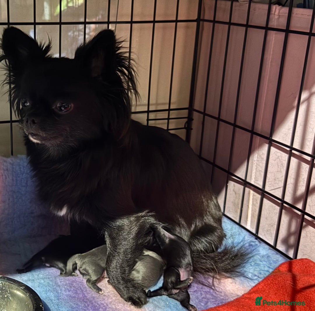 Chihuahua dogs for sale: Long coat Chihuahua puppies - Image 2