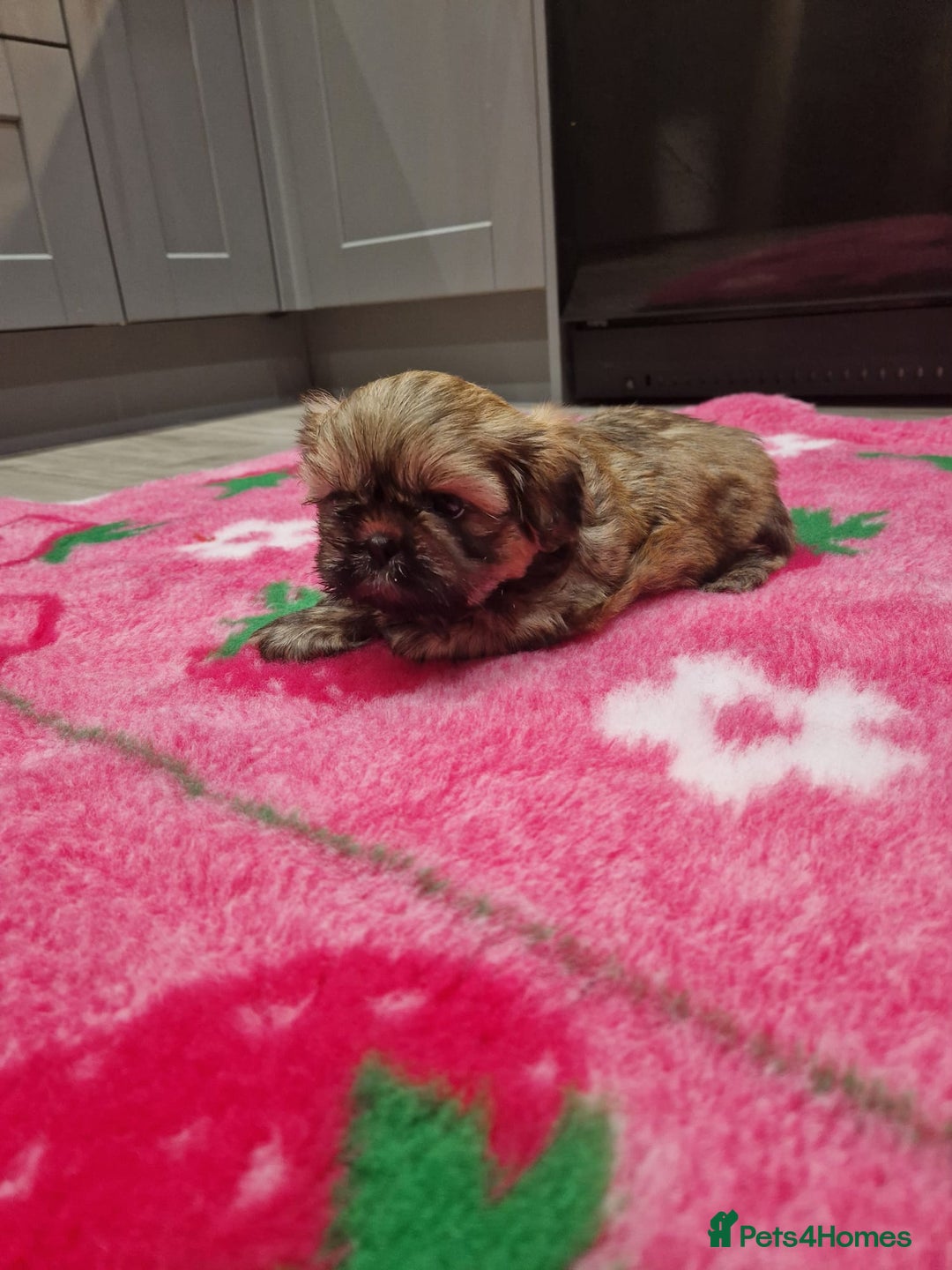 Shih Tzu dogs for sale: Shih Tzu Puppies - Advert 14