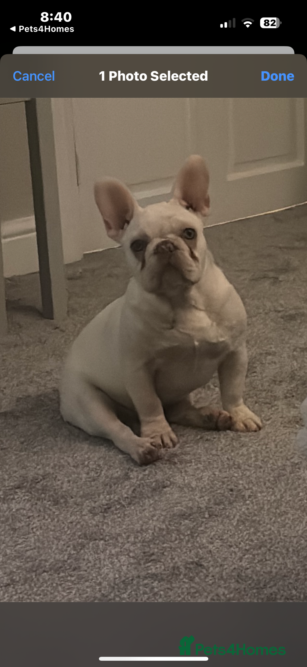 French Bulldog dogs for sale: Gorgeous white boy - Advert 1