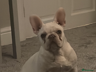 French Bulldog dogs Gorgeous white boy - Advert 2