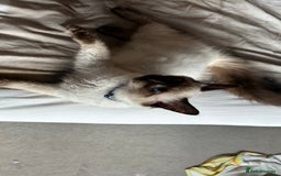 Ragdoll cats for sale: 6 Month Old Ragdoll Boy - Image 2