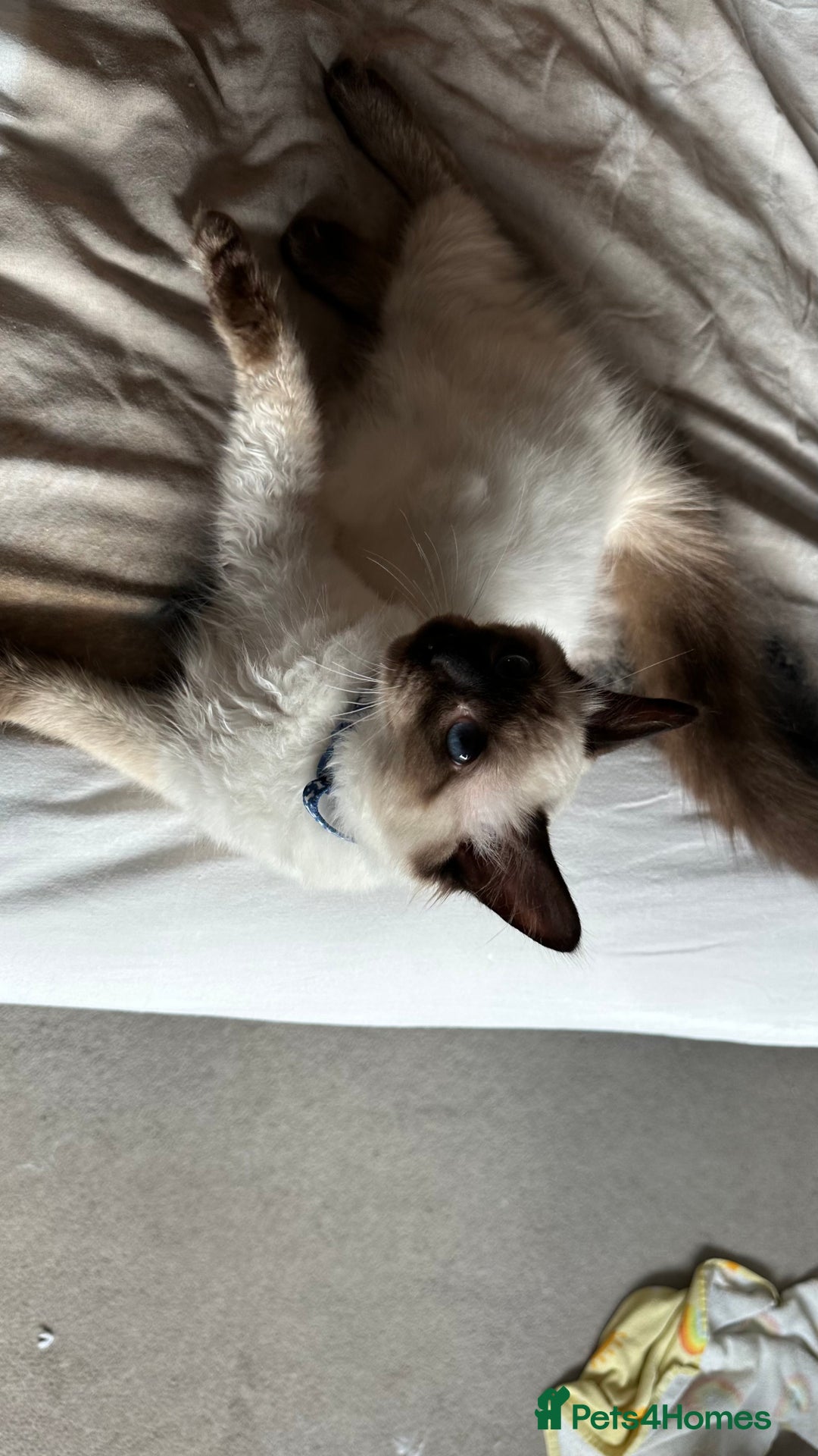 Ragdoll cats for sale: 6 Month Old Ragdoll Boy - Image 2