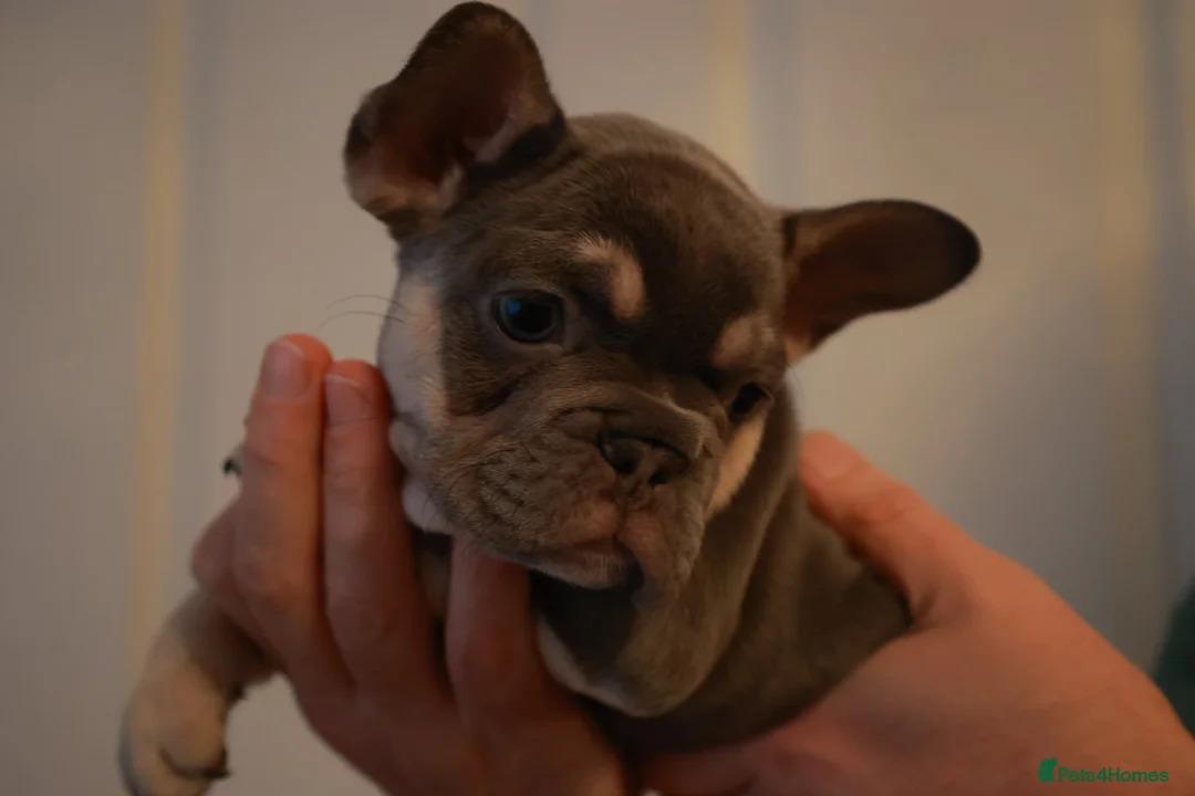 French Bulldog dogs for sale: French bulldog pups  - Advert 2