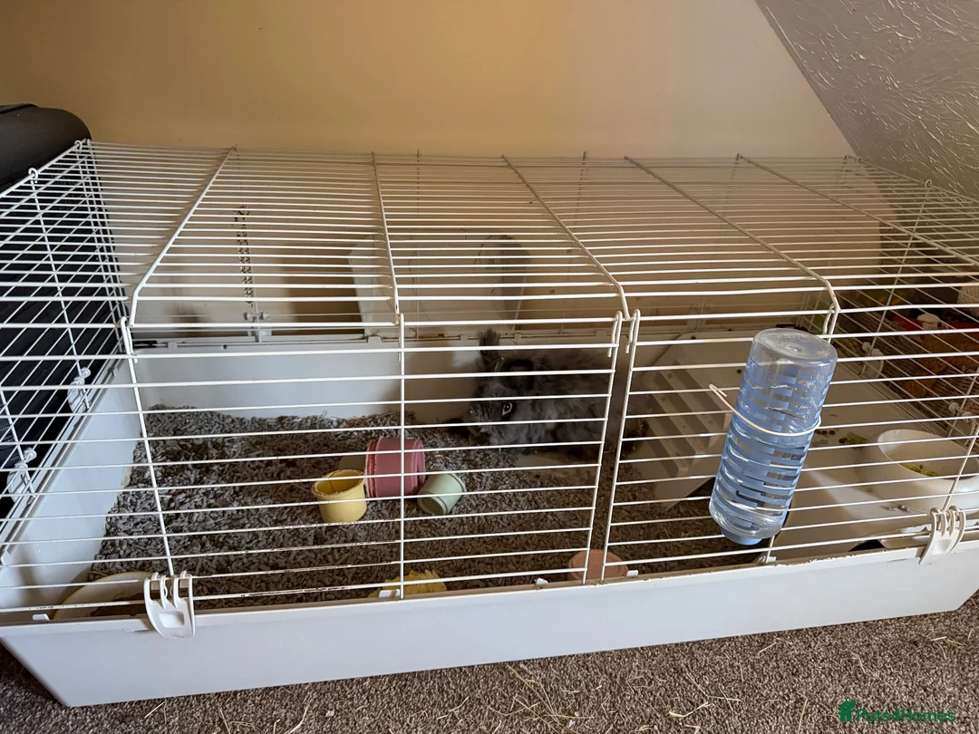 Angora rabbits for sale: Mini angora (teddwdwerg) - Advert 3