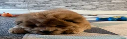 Chow Chow dogs for sale: K.c registered chow chow puppies - Advert 5