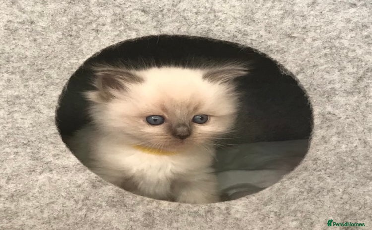 Ragdoll cats - Advert 2