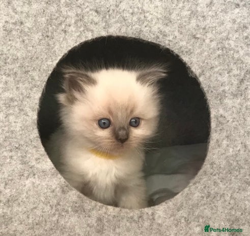 Ragdoll cats - Advert 2