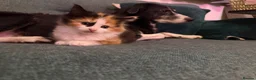 Mixed Breed cats for sale: Beautiful Maine Coone Ragdoll mix kittens! in Huntingdon - Advert 7