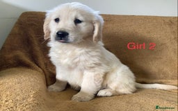Golden Retriever dogs for sale: KC Registered Golden Retriver Puppies - Image 21