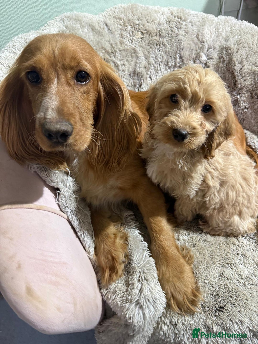 Cockapoo dogs for sale: F1 mixed coloured Cockapoo puppies - Advert 2