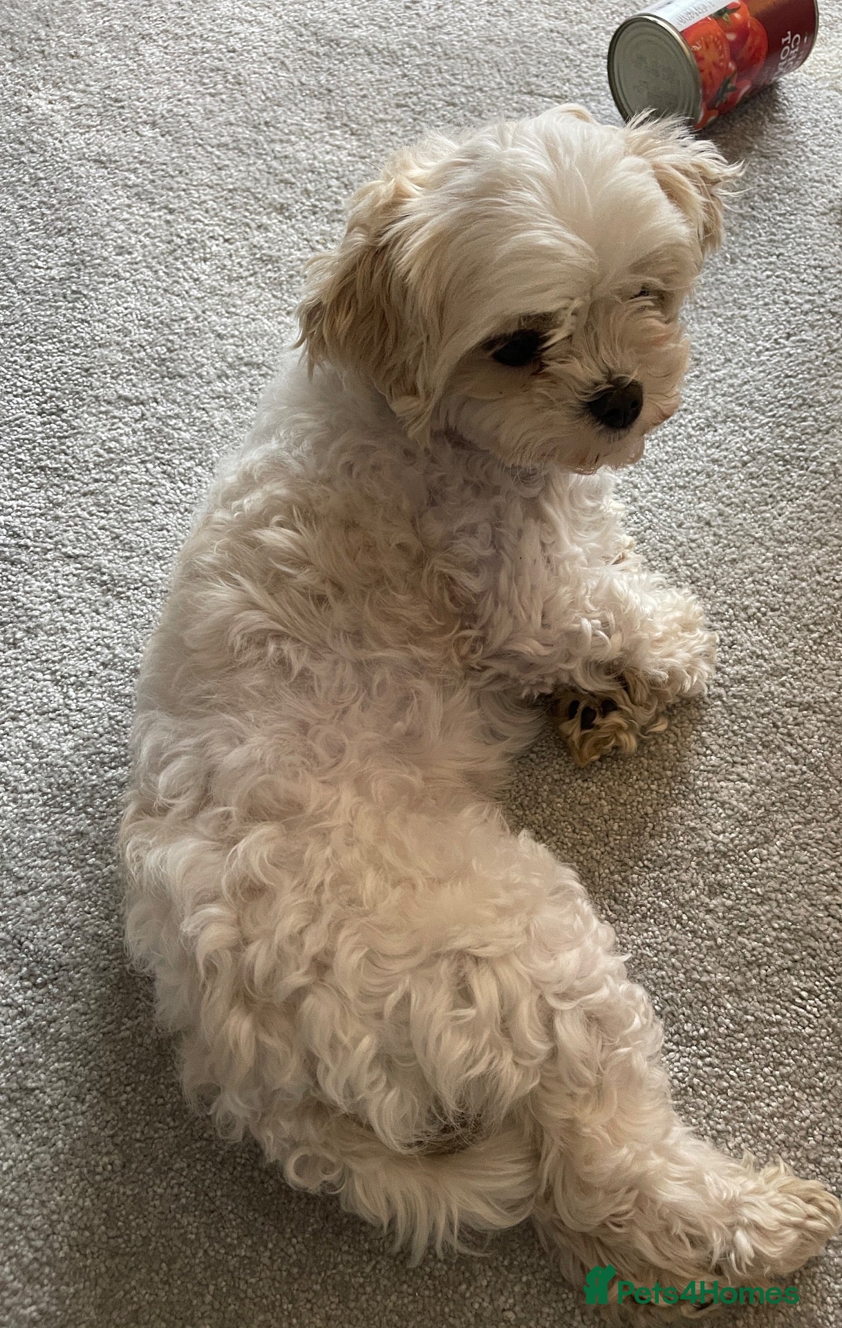 Maltipoo dogs Cute teddy bear faced 4 year old Maltipoo girl - Advert 2